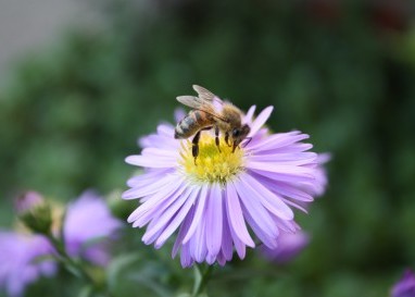 «Beim Imkern vergesse ich die Zeit und kann mich erholen.»
