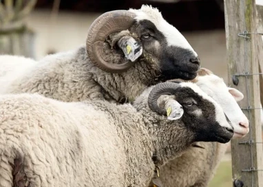 Schöpfungszeit: Wie Bündner Kirchgemeinden sich für die Umwelt und die Nachhaltigkeit einsetzen.